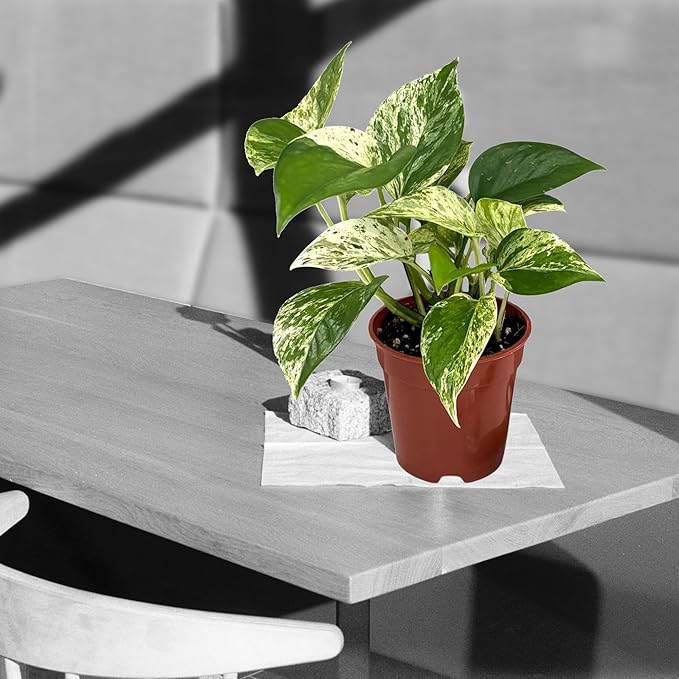 Marble Queen Pothos – Live 4” Epipremnum with Creamy Variegated Foliage | Easy-Care Trailing Vine | Air-Purifying Indoor Houseplant for Low Light Rooms, Office Desks or Home Decor (Heat Pack Included)