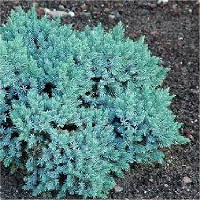 RedCrocus Blue Star Juniper- Compact Evergreen Conifer for Landscapes, Rock Gardens & Containers, Hardy in Zones 4-8, Drought-Tolerant, Pet-Safe 3 Gallon