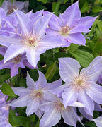 Perennial Farm Clematis Boulevard® Tranquilite™ Hybrid– Live Clematis Vine in 4 Quart Container, Pale Lavender Blooms, Compact Climber, Long Blooming, Ideal for Trellises, Containers & Fences
