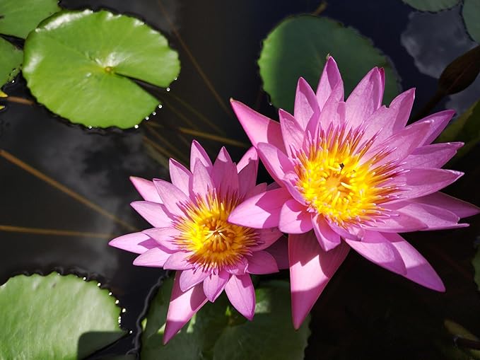100+ Mixed Lotus Seeds for Planting – Aquatic Lotus Flower Seeds for Pond, Bowl & Water Garden, Easy Grow Water Plant, Colorful Blooming Lotus for Containers