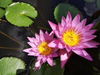 100+ Mixed Lotus Seeds for Planting – Aquatic Lotus Flower Seeds for Pond, Bowl & Water Garden, Easy Grow Water Plant, Colorful Blooming Lotus for Containers
