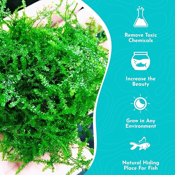 Weeping Moss Vesicularis Ferriei - Live Aquarium Plants for Beginners, Ideal for Shrimp, Low Light Conditions - Enhance Your Tank with Aquarium Plants Live and Aquarium Plants