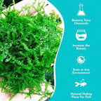 Weeping Moss Vesicularis Ferriei - Live Aquarium Plants for Beginners, Ideal for Shrimp, Low Light Conditions - Enhance Your Tank with Aquarium Plants Live and Aquarium Plants