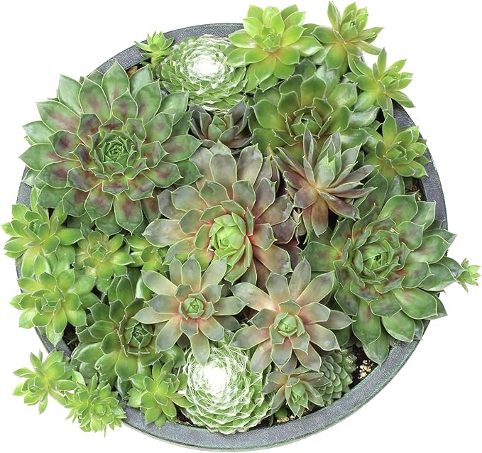 Altman Plants Non-Toxic Live Sempervivum Succulent Plant Gift in 8" Decorative Pot, Real Succulents to Grow, Easy Care Hens and Chicks, Hardy & Low-Maintenance Gift for Gardeners, Popular Houseplants