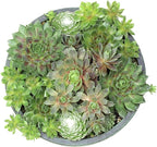 Altman Plants Non-Toxic Live Sempervivum Succulent Plant Gift in 8" Decorative Pot, Real Succulents to Grow, Easy Care Hens and Chicks, Hardy & Low-Maintenance Gift for Gardeners, Popular Houseplants