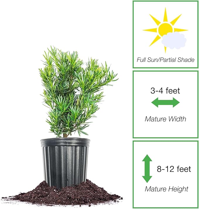 Perfect Plants Podocarpus Maki in 1 Gallon Pot | Live Evergreen Hedge Plant for Outdoor Growing | Japanese Yew Shrub for Privacy & Landscape | Bonsai Tree Starter for Indoor Garden | Full Sun