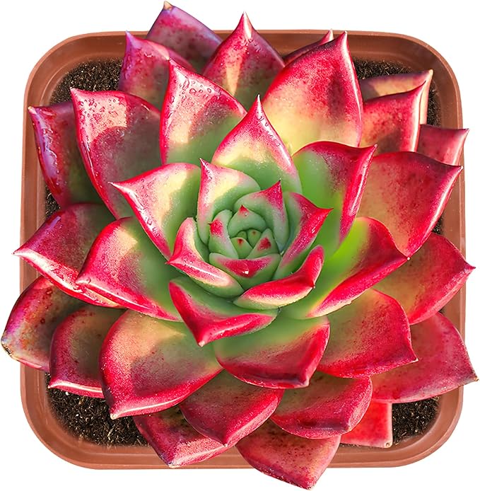 Live Succulent Echeveria Agavoides Horse, 2 Inch Fully Rooted Potted Plant, Easy Care & Drought Tolerant, Indoor Houseplant for Home Decor