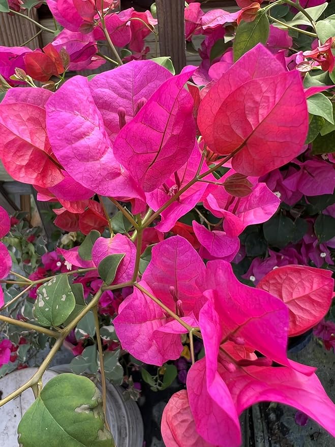 16" Tall Pink Bougainvillea Live Well Established Plant in 6" Pot with Wood Trellis Bright Colors Flowering Vine Indoor/Outdoor Perennial/Annual Tropical