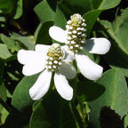 Chalily Yerba Mansa, a Great Live Pond Plant for Your Water Garden. Filters koi and Goldfish Ponds. Good for Bogs, Plant Shelf or Shallow Water This marginal Aquatic is a Real Beauty