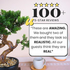 Artificial Bonsai Tree 16" Tall with Realistic Wood and Ceramic Pot, Fake Plants for Home, Bedroom and Office Desk, Japanese Decor