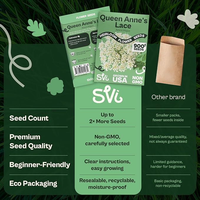 SVI 900 Queen Anne's Lace Seeds for Planting, Bishop's Flower Seed Packets (Ammi majus) - Bullwort, Laceflower, Heirloom Wildflower, False Annes Lace - Wild Flower Seeds to Plant Outside