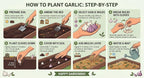 Garlic Seed Bulbs, Large Cloves, Cold Hardy, Bold Flavor (20)