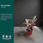 Stromanthe Triostar Live Plant in 6" Pot – Tricolor Indoor Houseplant, Pink Green White Variegated Foliage, Easy Care, Low Maintenance, Pet Friendly