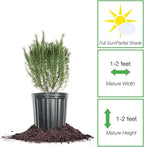Perfect Plants Southern Living Chef's Choice Rosemary Bush in 1 Gallon Pot | Live Plant | Edible, Aromatic herb for Home Cooking and Gardening | Great for Cooking and Grilling | Zones 7-10