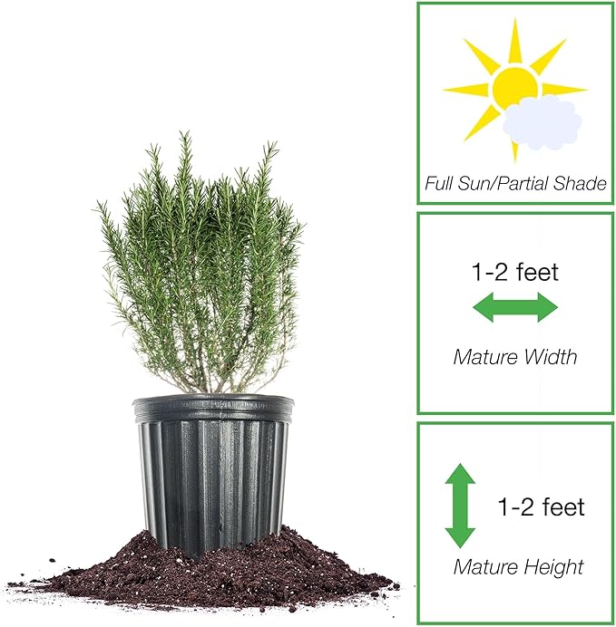 Perfect Plants Southern Living Chef's Choice Rosemary Bush in 1 Gallon Pot | Live Plant | Edible, Aromatic herb for Home Cooking and Gardening | Great for Cooking and Grilling | Zones 7-10