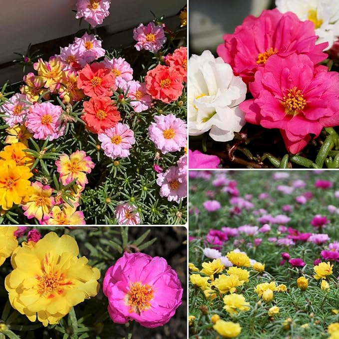 Groundio 23500+ Mixed Moss Rose Seeds, Ground Cover Flower Seeds, Heat & Drought Tolerant Heirloom Flower Seeds for Home Yard Container Gardening(Portulaca Grandiflora)