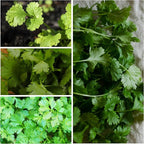 Seed Needs Cilantro & Dill Seeds for Planting Fresh Kitchen Herbs - Non-GMO Heirloom & Untreated Perennial Herb Seed to Plant a Culinary Garden Indoors or Outdoors (2 Pack Duo)