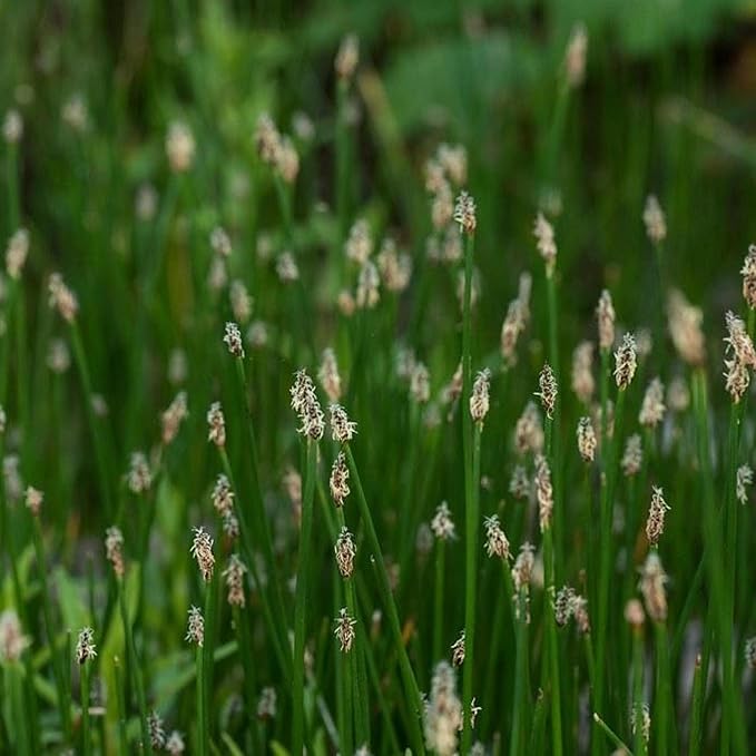 Chalily Creeping Spike Rush, a Great Live Pond Plant for Your Water Garden. Filters The koi and Goldfish Pond. Good for Bogs, Plant Shelf or Shallow Water This marginal Aquatic is a Real Beauty
