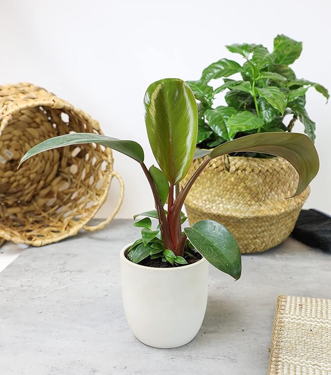 Real Philodendron Plant Variety Pack (Includes 4 Live Plants) in 4.25" Grower Pots, Easy to Grow Air Purifying Philodendrons, Seasonal Surprise Box, Easy & Popular Houseplants by Plants for Pets