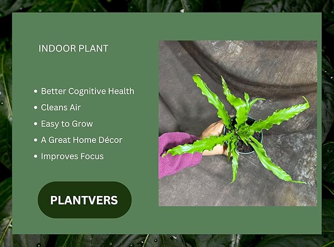 PLANTVERS Live Fern Plant in a 4" Nursey Pot | Low Maintenance Indoor Houseplant | Tropical Air Purifying Green Foliage for Home & Office Decor | Easy-Care Indoor Plant (Bird Nest Fern)