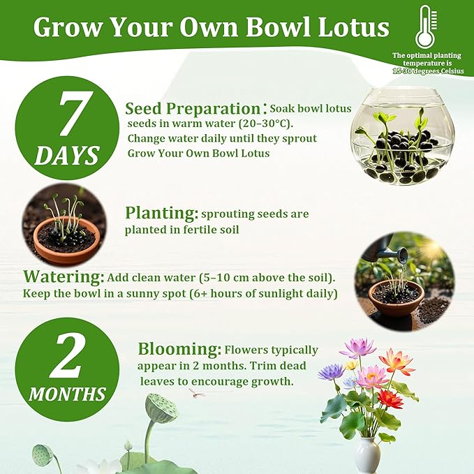 160Pcs Mixed Lotus Seeds for Planting in Water, Colorful Bowl Flower Seeds for Ponds, Bonsai, Indoor Water Gardens, Easy Grow Water Lily