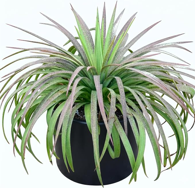 Mangave 'Bad Hair Day' (1.5" Plug) - Live Succulent Plant, Agave Like Rosette, Low Maintenance Indoor Outdoor Plant for Home Garden Decor, Beginner-Friendly Live Plants