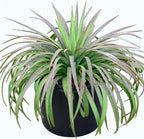 Mangave 'Bad Hair Day' (1.5" Plug) - Live Succulent Plant, Agave Like Rosette, Low Maintenance Indoor Outdoor Plant for Home Garden Decor, Beginner-Friendly Live Plants
