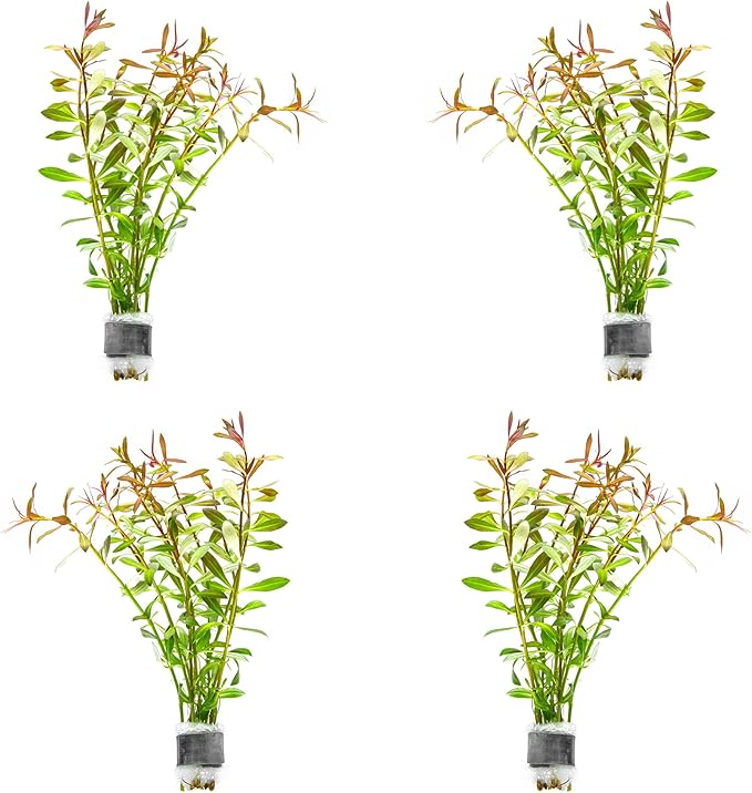 SubstrateSource Live Aquarium Stem Plants - Freshwater Aquatic Plant for Fish Tanks, Aquascaping - (Needle Leaf Ludwigia Arcuata, 4 Bunches)