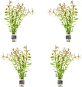 SubstrateSource Live Aquarium Stem Plants - Freshwater Aquatic Plant for Fish Tanks, Aquascaping - (Needle Leaf Ludwigia Arcuata, 4 Bunches)