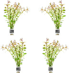 SubstrateSource Live Aquarium Stem Plants - Freshwater Aquatic Plant for Fish Tanks, Aquascaping - (Needle Leaf Ludwigia Arcuata, 4 Bunches)