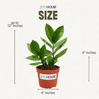 Live Air Purifying ZZ Plant in 4” Pot – Low Maintenance Zamioculcas Zamiifolia Indoor Houseplant | Easy Care Fast Growing Plant for Home, Office & Apartment - JitoHouse