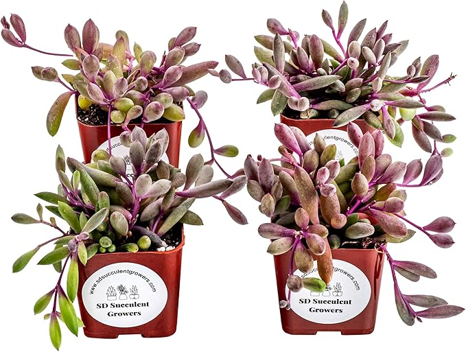Live Trailing Succulent 4 Pack | Well Rooted Hanging Ruby Necklace (Little Pickles) Planted in 2 inch Pots | Small Plants for Baskets or Planters | DIY, Home Outdoor/Indoor Wedding or Birthday Gift