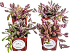 Live Trailing Succulent 4 Pack | Well Rooted Hanging Ruby Necklace (Little Pickles) Planted in 2 inch Pots | Small Plants for Baskets or Planters | DIY, Home Outdoor/Indoor Wedding or Birthday Gift