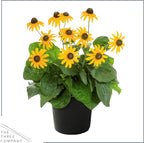 Live Rudbeckia - Goldstrum, Black Eyed Susan, Beautiful Summer Blooms, Pollinator Friendly, 12” Tall by 6” Wide in 2.5 Qt Pot