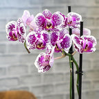 Large Novelty Live Orchids Blooming in 5" Blue & White Orchid Pot, Pet Friendly Live Plant Gifts for Plant Lovers, Approx. 22"+ Tall, Real Houseplants, Phalaenopsis Moth Flowers by Plants for Pets