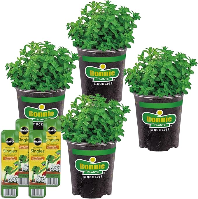 Bonnie Plants Lemon Balm, Live Plants, with Miracle-Gro Pour & Feed Singles Ready-to-Use Plant Food, 4-Pack, Fragrant, Easy-to-Grow, and Great for Container Gardens, 19.3 oz.