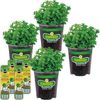 Bonnie Plants Lemon Balm, Live Plants, with Miracle-Gro Pour & Feed Singles Ready-to-Use Plant Food, 4-Pack, Fragrant, Easy-to-Grow, and Great for Container Gardens, 19.3 oz.