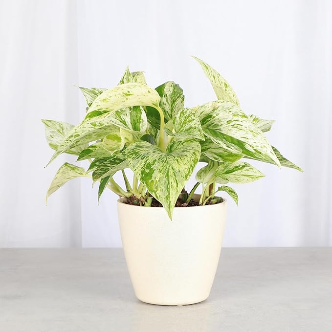 Thorsen's Greenhouse Marble Queen Pothos, Live Indoor Plant, Easy to Grow, Rare Variegated Houseplant, Natural Air Purifier, 4-inch Diameter Pot (Natural)