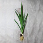 Chalily Iris 'Versicolor', a Great Live Pond Plant for Your Water Garden. Filters The koi and Goldfish Pond. Good for Bogs, Plant Shelf or Shallow Water This marginal Aquatic is a Real Beauty