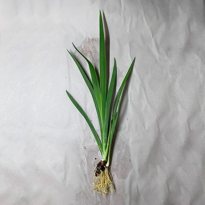 Chalily Iris 'Versicolor', a Great Live Pond Plant for Your Water Garden. Filters The koi and Goldfish Pond. Good for Bogs, Plant Shelf or Shallow Water This marginal Aquatic is a Real Beauty