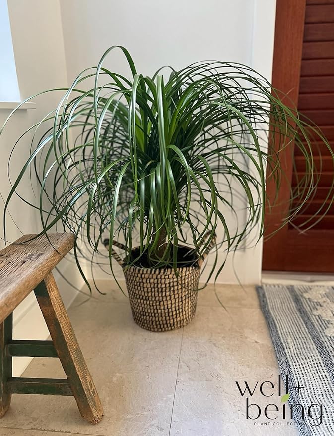 Nature's Way Farms Ponytail Palm (Beaucarnea Recurvata) Large Ponytail Palm Tree, Live Indoor Plant, in Growers Pot