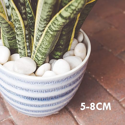 5 lbs Approx. 25 White River Rocks Stones for Plants Pebbles for Indoor Plants | Aquarium Fish Tank Rocks | Polished Decorative Rocks for Vases (2-3 Inches)