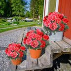 TURNMEON 2 Pack Artificial Geranium Fake Flowers for Outdoors Spring Summer Decor, Silk Geraniums Flowers UV Resistant Faux Flower Potted Plants for Gardens Farmhouse Indoor Home Table Decor (Mixed)