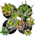 Succulent Plants (4 Pack), Live Succulents Fully Rooted in 2" Grower Pots, Unique Potted House Plant for DIY, Home Decor, Wedding Party Favor (Haworthia Varieties)
