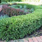 Perfect Plants Wintergreen Boxwood Live Plant, 7 gallon, Includes Care Guide