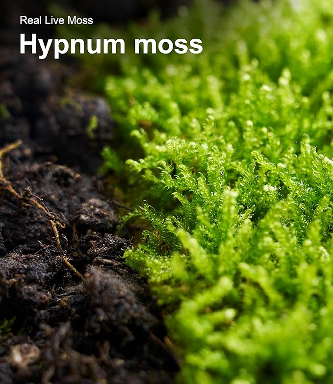 Real Live Hypnum Moss (8"x8") – Natural Sheet Moss for Terrariums, Bonsai, Reptile Habitats & Fairy Gardens – Reusable, Easy to Shape & Revives Quickly with Mist