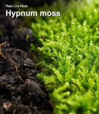 Real Live Moss Variety Pack (Each 3.5"x7"), Decorative Real Moss for Terrariums, Mini Gardens, Potted Plants & Bonsai – Naturally Grown, Reusable, Not Artificial