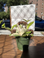 Hoya Carnosa Albo Variegata, 4 Inch Live Indoor Wax Plant, Green and Cream Variegated Leaves, Air Purifying Trailing Houseplant