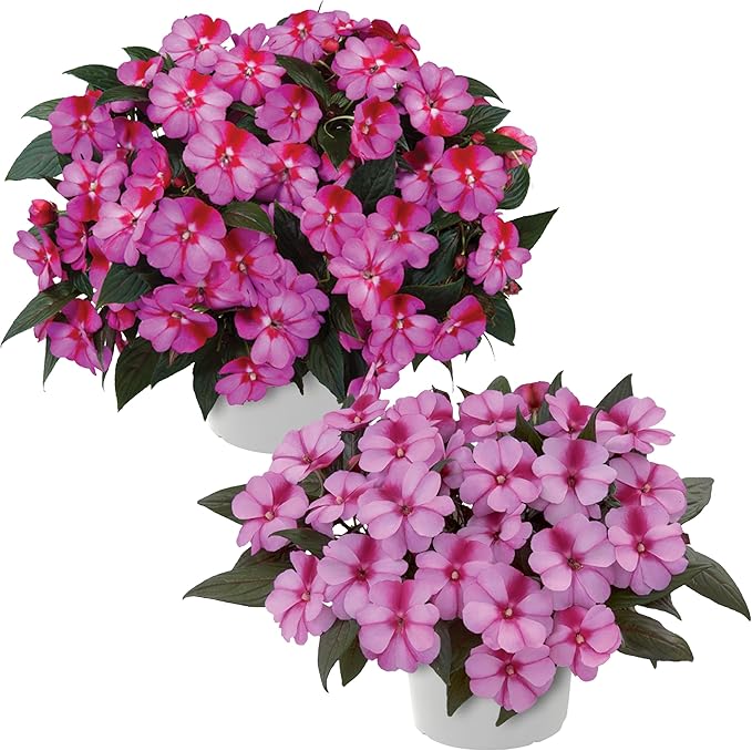 Live Flowering New Guinea Impatiens - Bicolor Pink (2 Plants Per Pack), Beautiful Shade Flowers, 12" Tall by 5" Wide in 1 Qt Pot
