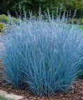 3 Little Bluestem Grass Live Plant Plug– Native Ornamental Grass – Blue-Green Foliage with Red Fall Color – Drought Tolerant Perennial (Schizachyrium scoparium)